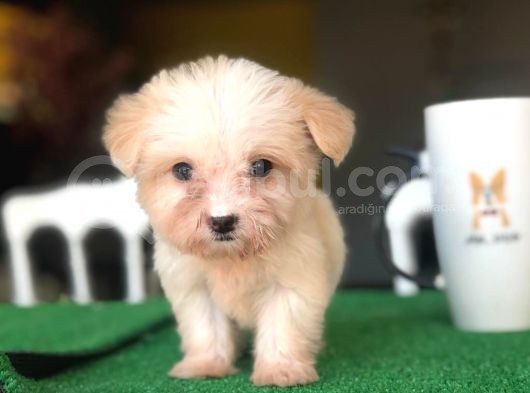 2 Aylık Tea Cup Maltese görsel