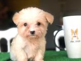 2.5 Aylık 0 Numara Maltipoo Yavrularımız