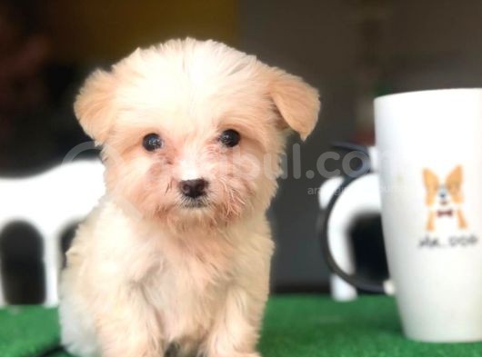 2.5 Aylık 0 Numara Maltipoo Yavrularımız görsel