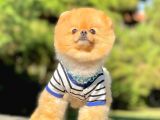 1.5 Yasında Yetişkin Pomeranian Erkek