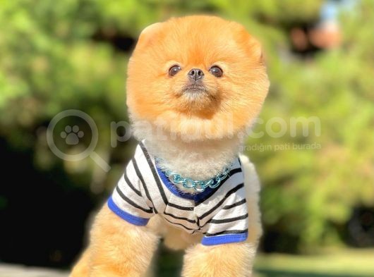 1.5 Yasında Yetişkin Pomeranian Erkek görsel