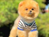 1.5 Yasında Yetişkin Pomeranian Erkek
