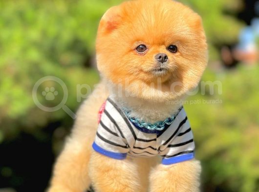 1.5 Yasında Yetişkin Pomeranian Erkek görsel