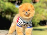 1.5 Yasında Yetişkin Pomeranian Erkek