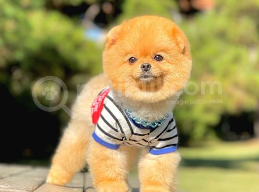 1.5 Yasında Yetişkin Pomeranian Erkek