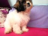 Shih Tzu( Şitsu ) Yavruları
