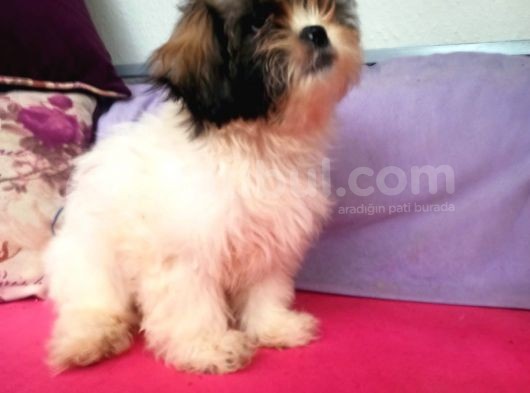 Shih Tzu( Şitsu ) Yavruları görsel