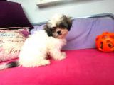 Shih Tzu( Şitsu ) Yavruları