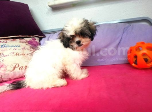 Shih Tzu( Şitsu ) Yavruları görsel