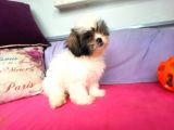 Shih Tzu( Şitsu ) Yavruları