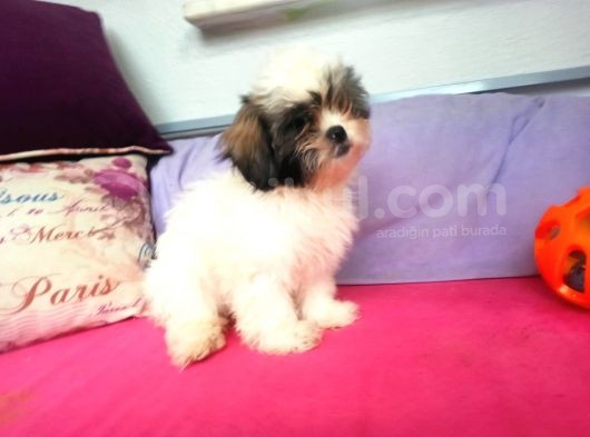 Shih Tzu( Şitsu ) Yavruları görsel