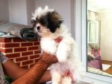 Shih Tzu( Şitsu ) Yavruları