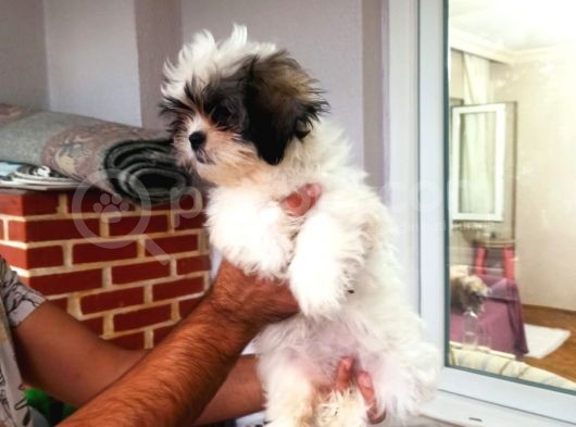 Shih Tzu( Şitsu ) Yavruları görsel