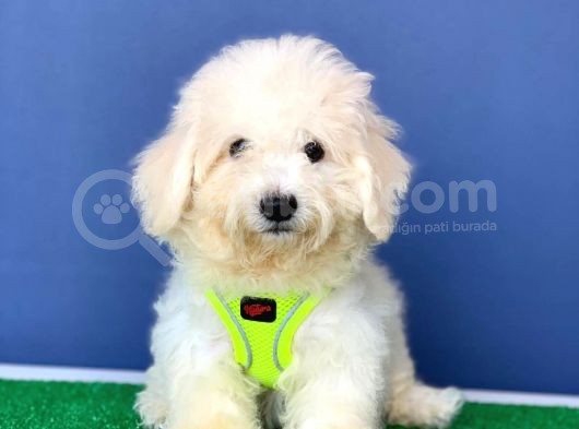 Sevimli Maltese Teriyer Yavrular