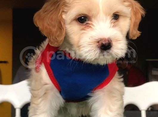 2.5 Aylık 0 Numara Maltipoo Yavrularımız