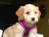 2.5 Aylık 0 Numara Maltipoo Yavrularımız