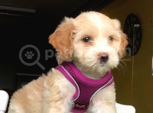 2.5 Aylık 0 Numara Maltipoo Yavrularımız görsel