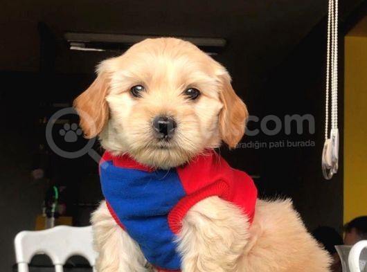 2.5 Aylık 0 Numara Maltipoo Yavrularımız görsel