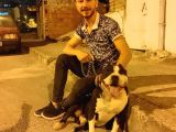 Staff Pitbull