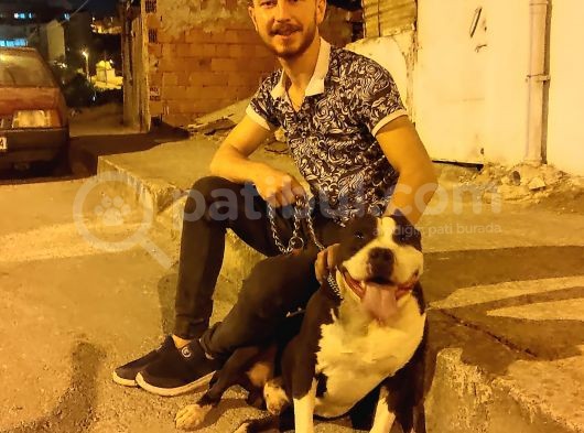 Staff Pitbull görsel
