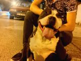 Staff Pitbull