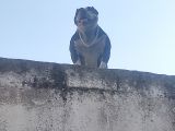 Staff Pitbull