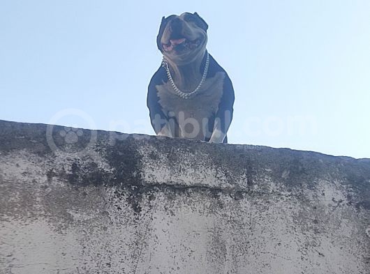 Staff Pitbull görsel