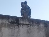 Staff Pitbull