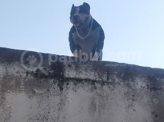Staff Pitbull