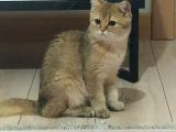 British Shorthair Golden