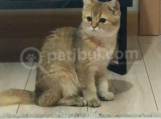 British Shorthair Golden görsel