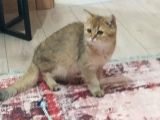British Shorthair Golden