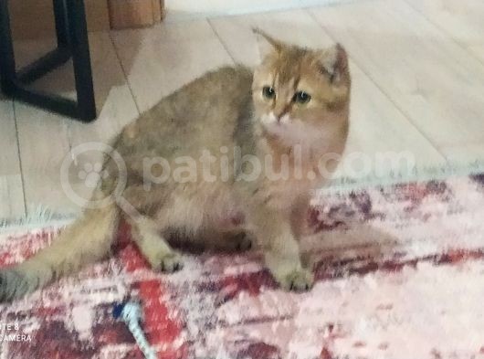 British Shorthair Golden