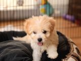 Acil  Maltipoo