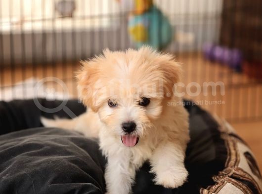 Acil  Maltipoo görsel