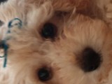 4 Aylik uygun fiyatli disi toypoodle