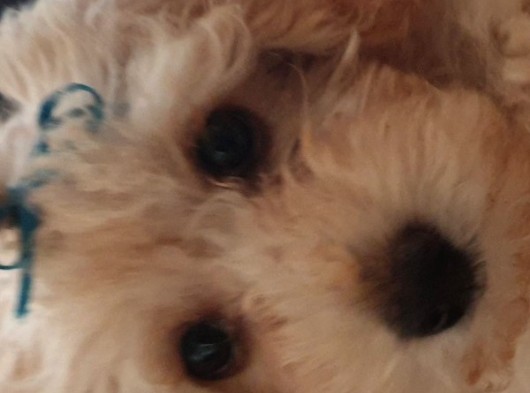 4 Aylik Uygun Fiyatli Disi Toypoodle