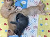 British Shorthair Yavruları