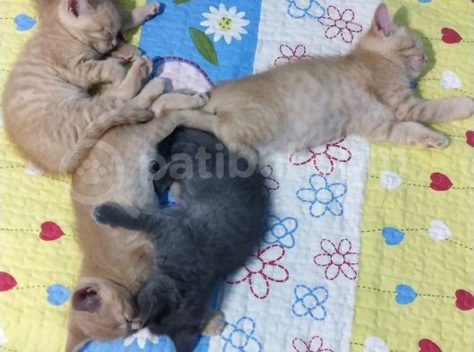 British Shorthair Yavruları