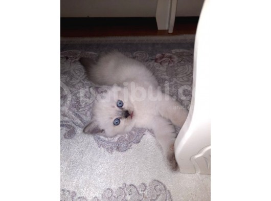 Aşırı Tatlı Mavi Boncuk Kar Beyazım görsel