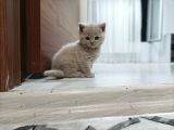 Orji̇nal En Nadi̇r Li̇lak Rengi̇ Bri̇ti̇sh Shorthai̇r Yavrularimiz