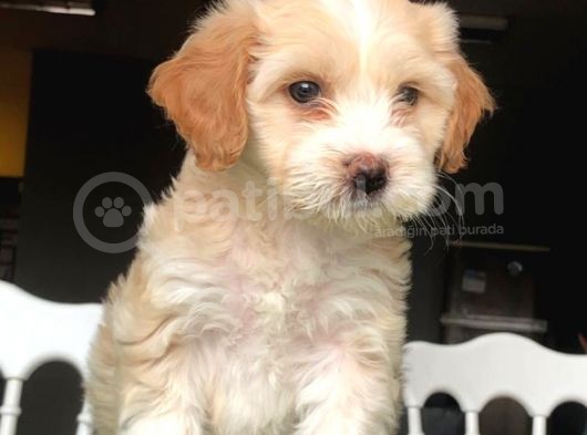 Koyu Renk Maltipolarımız Gelmiştir