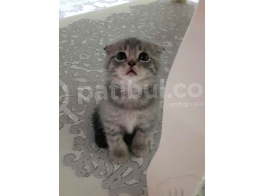 Whi̇skas Kürklü Fold Oyuncu Tatli görsel