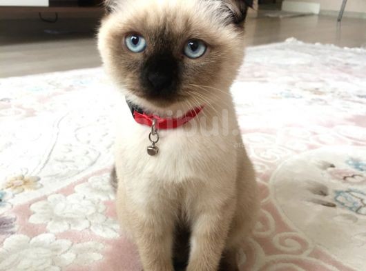 Dişi Blue Point Çikolata görsel