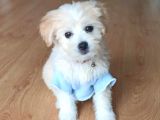 Maltipoo Latte Kızım