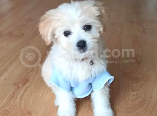 Maltipoo Latte Kızım