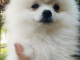 Pomerian Prensesim