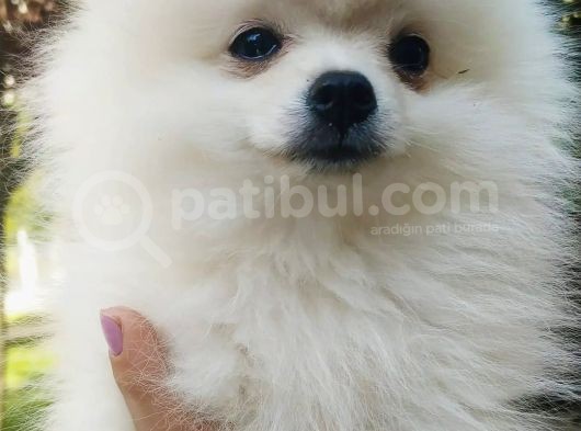 Pomerian Prensesim