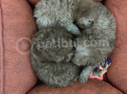 Orijinal Toy Poodle görsel