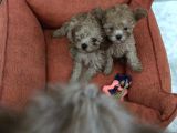 Orijinal Toy Poodle